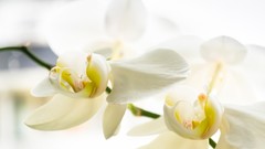 Flowers depth of field