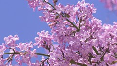 Flowers depth of field