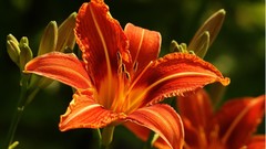 Flowers depth of field