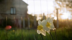 Flowers depth of field