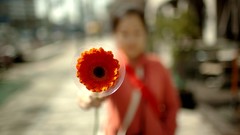 Flowers depth of field