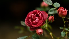 Flowers depth of field