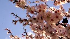 Flowers depth of field