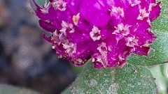 Flowers depth of field