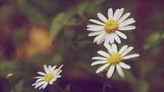 Flowers depth of field