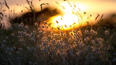 Flowers depth of field nature Plants