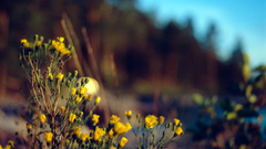 Flowers depth of field nature Plants outdoors yellow flowers