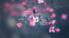 Flowers depth of field pink flowers