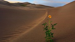 Flowers deserts
