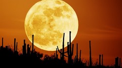 Flowers deserts moon cactus