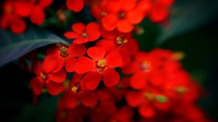 Flowers design red flowers