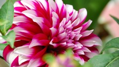 Flowers design Wonderland colors Beaches