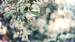 Flowers design Wonderland colors Beaches