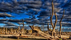 Flowers design Wonderland colors Beaches