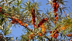 Flowers design Wonderland colors Beaches