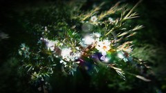 Flowers Desktopography
