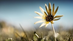 Flowers deviantart depth of