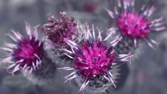 Flowers deviantart digital art