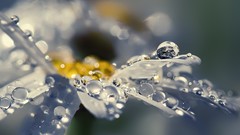 Flowers dew close-up water drops