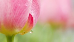 Flowers dew morning tulips