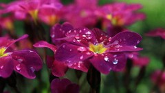 Flowers dew pink flowers