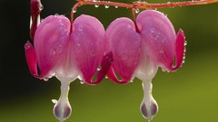 Flowers dew pink flowers Bleeding Hearts