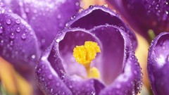 Flowers dew purple flowers