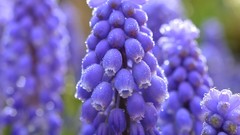 Flowers dew purple flowers hyacinths