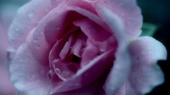 Flowers dew roses close-up pink flowers water drops
