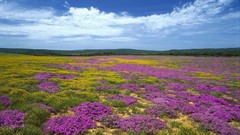 Flowers dew South Africa capes