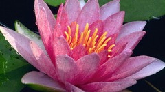 Flowers dew Water Lilies pink flowers lily pads