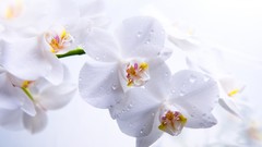Flowers dew white flowers Orchids