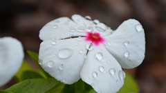 Flowers dew white flowers periwinkles