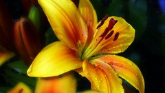 Flowers dew yellow flowers