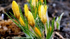 Flowers dew yellow flowers