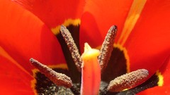 Flowers different look