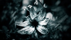 Flowers digital art Plants