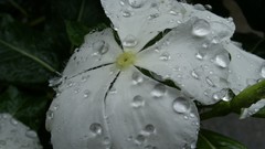 Flowers droplets white flowers periwinkles