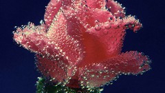 Flowers drops roses artwork