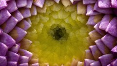 Flowers duel dahlias