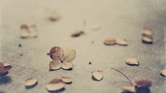 Flowers eda depth of field