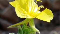 Flowers evening common yellow flowers