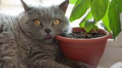 Flowers eyes cats pot tongue
