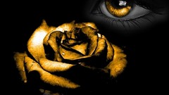 Flowers eyes orange roses selective coloring