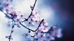 Flowers eyes woman colors cherry blossoms