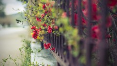 Flowers fences