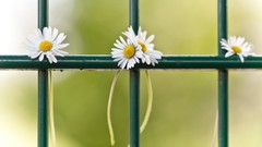 Flowers fences