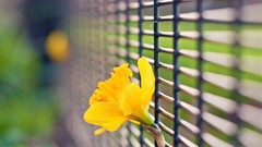 Flowers fences bokeh daffodils yellow flowers depth of field