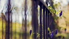 Flowers fences depth of field