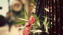 Flowers fences urban